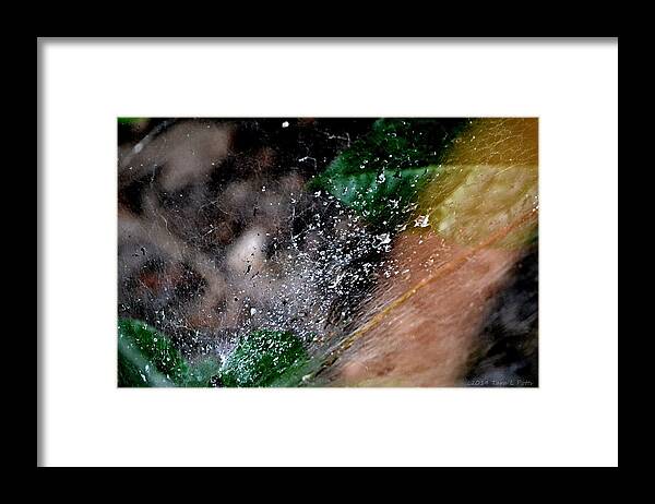 Rain Framed Print featuring the photograph Rain on the Web by Tara Potts