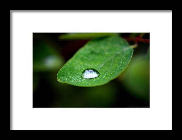 Rain Drop Framed Print featuring the photograph Rain Resting on a Leaf by Aaron Burrows