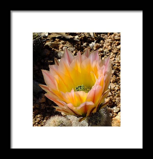 Cactus Framed Print featuring the photograph Rainbow Cactus by Bill Morgenstern