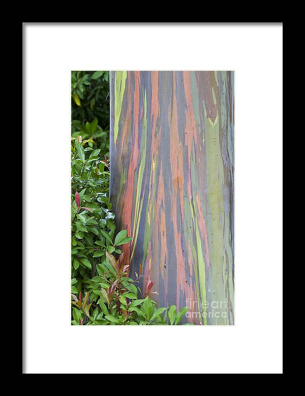 Hawaii Framed Print featuring the photograph Rainbow Eucalyptus by Bryan Keil