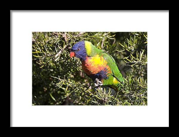 Australia Framed Print featuring the photograph Rainbow Lorikeet by Steven Ralser