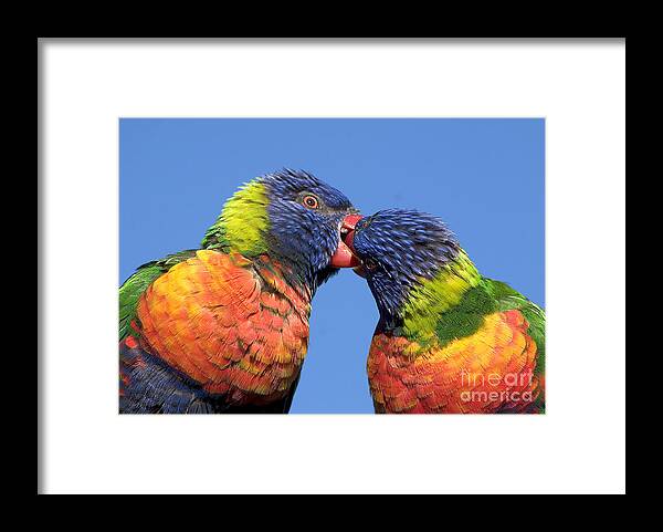 Lorikeets Framed Print featuring the photograph rainbow lorikeets, Canberra, Australia by Steven Ralser