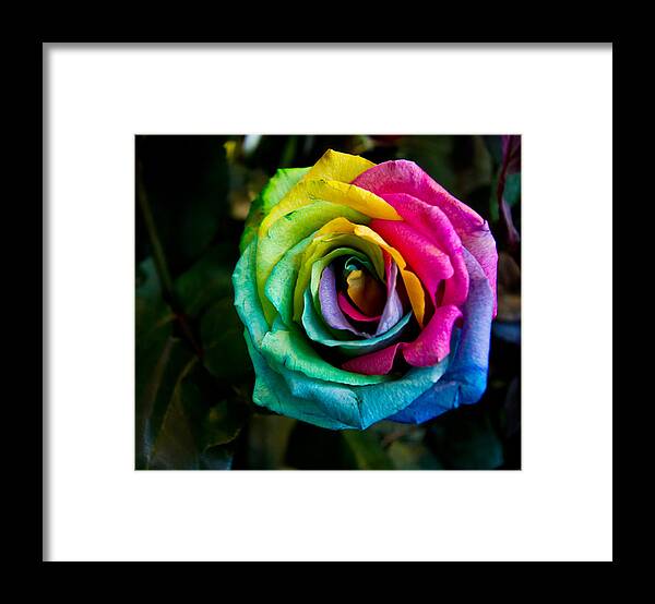 Rainbow Framed Print featuring the photograph Rainbow rose by Eti Reid