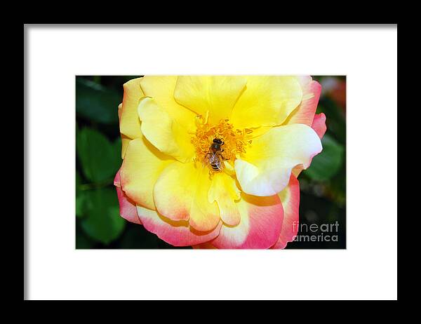 Bee Framed Print featuring the photograph Rainbow Wings by Debra Thompson