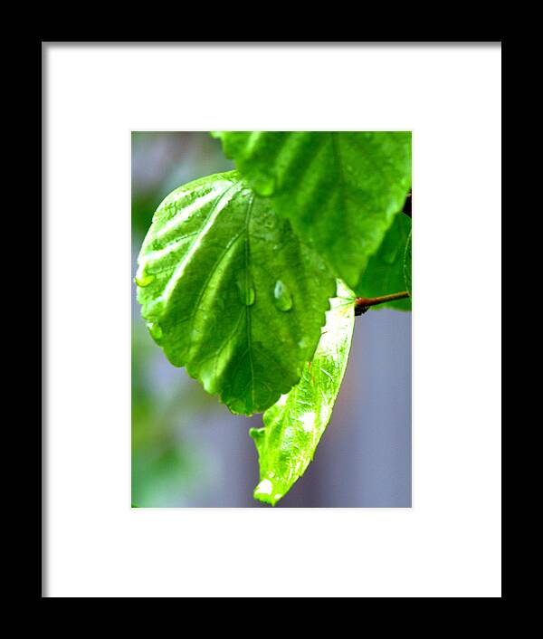 Rain Framed Print featuring the photograph Raindrop On Roses by Cathy Shiflett