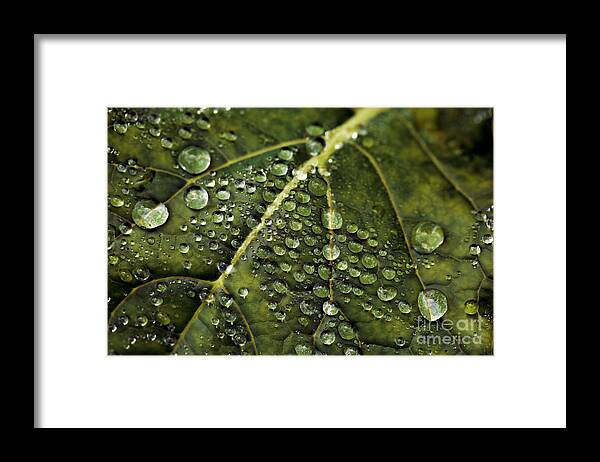 Garden Framed Print featuring the photograph Raindrops by Dennis Bucklin