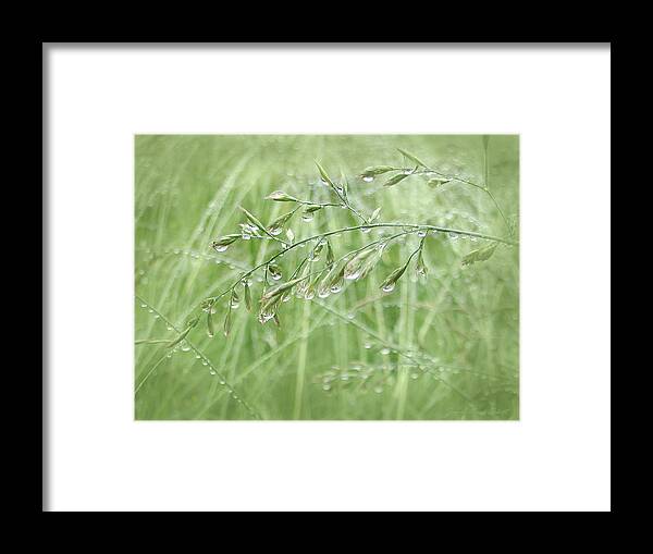 Grass Framed Print featuring the photograph Raindrops Falling on Green Grasses by Jennie Marie Schell