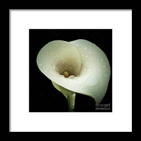 Lily Framed Print featuring the photograph Raindrops on a Lily by Patricia Strand