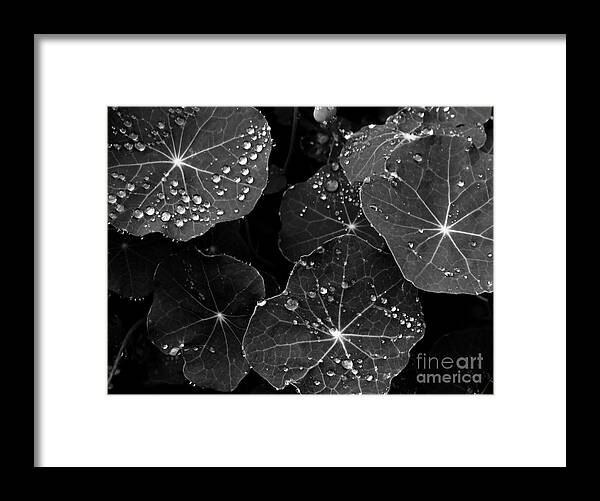Rain Framed Print featuring the photograph Raindrops on Nasturtium by Gayle Swigart