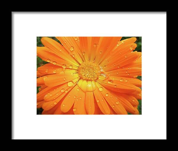 Daisy Framed Print featuring the photograph Raindrops on Orange Daisy Flower by Jennie Marie Schell