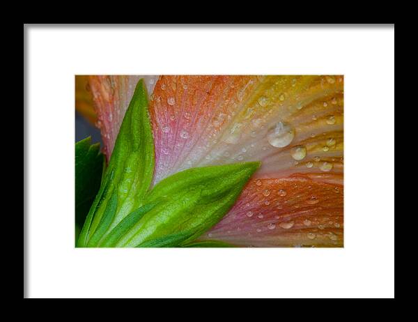 Flowers Framed Print featuring the photograph Rained Hibiscus by W Chris Fooshee