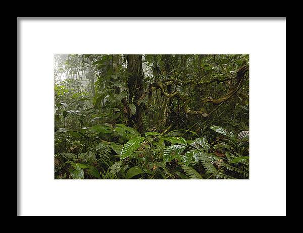 00210465 Framed Print featuring the photograph Rainforest Andes Mountains Ecuador by Pete Oxford