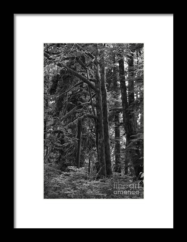Rainforest Framed Print featuring the photograph Rainforest by Inge Riis McDonald