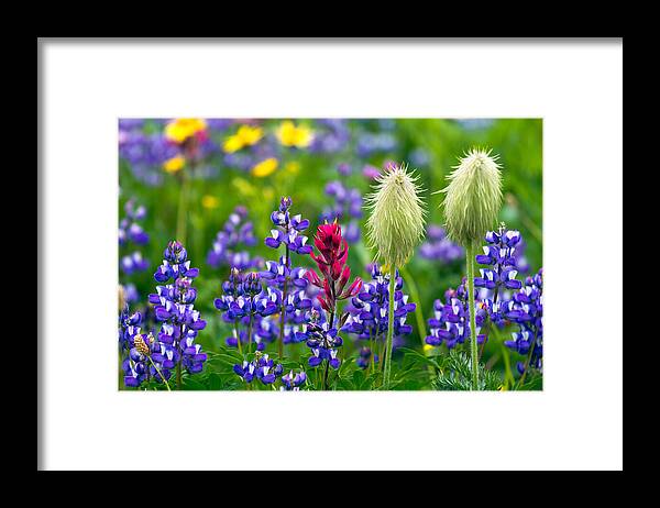 Alpine Framed Print featuring the photograph Rainier Wildflowers by Michael Russell