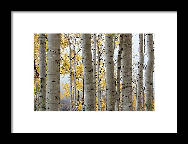 Autumn Colors Framed Print featuring the photograph Rainy Day Aspen by Jim Garrison