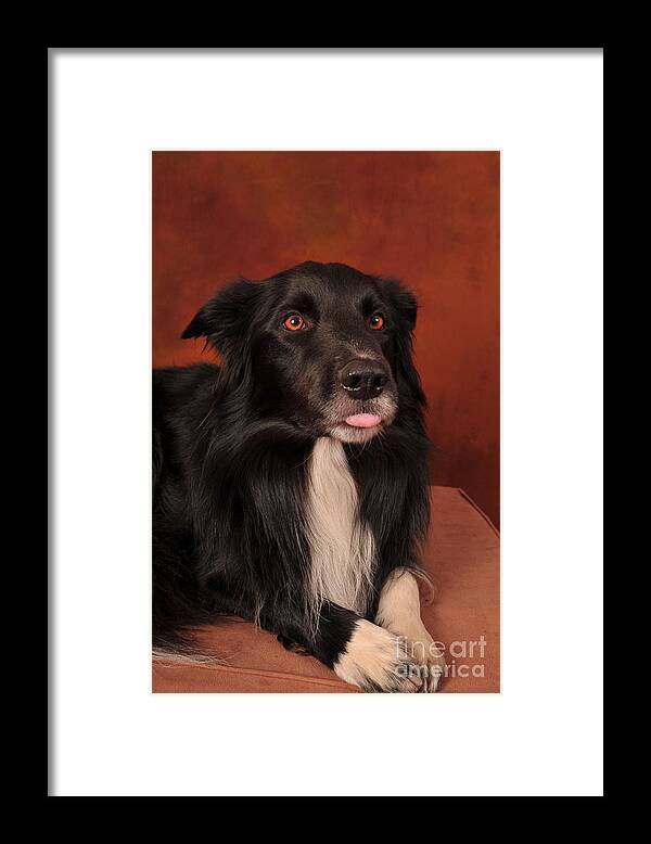 Dog Framed Print featuring the photograph Raki 3 by Randi Grace Nilsberg