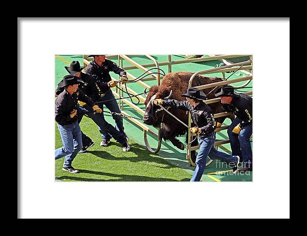 Colorado Framed Print featuring the photograph Ralphie by Bob Hislop