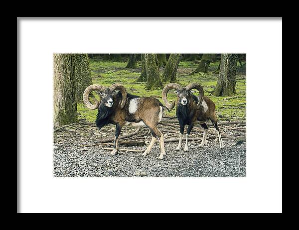 Photo Framed Print featuring the photograph Rams in the Deer Park by Jutta Maria Pusl