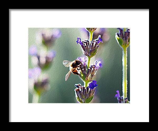 Honeybee Framed Print featuring the photograph Random Lavender Sampling by Joe Schofield