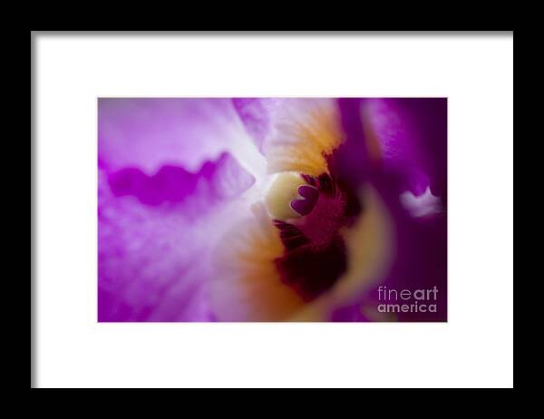  Framed Print featuring the photograph Rare Beauty by Jeanette French