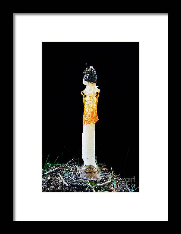 Mushroom Framed Print featuring the photograph Rare Mushroom by William Voon