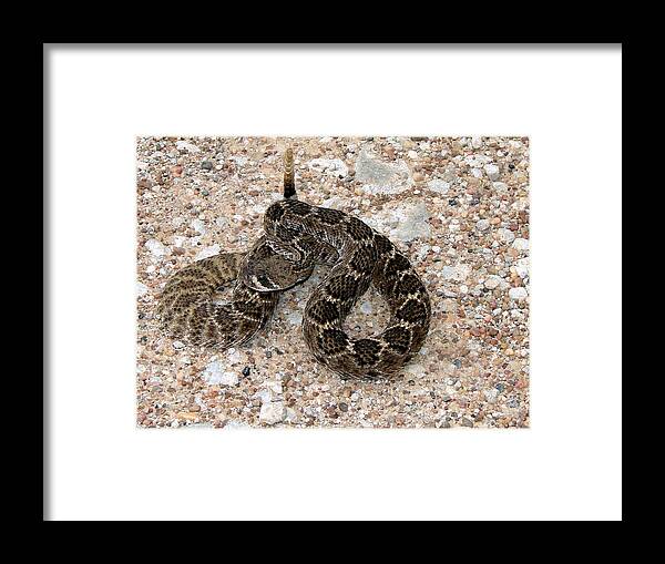 Snakes Framed Print featuring the photograph Rattler by Linda Cox