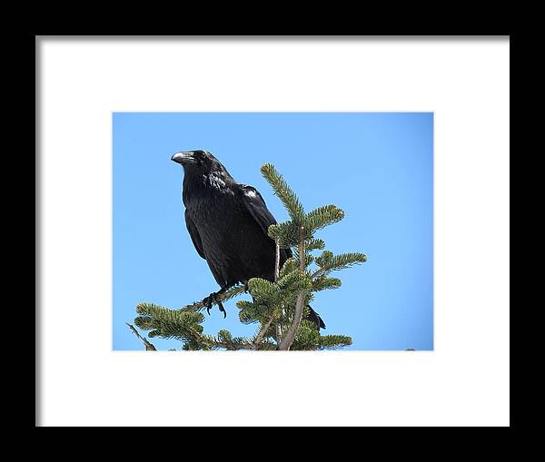 Raven Framed Print featuring the photograph Raven - Mountaintop - Quote by Marie Jamieson
