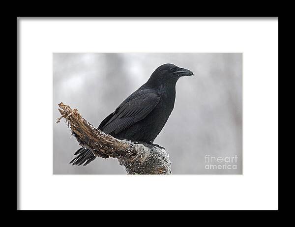Corvid Framed Print featuring the photograph Raven in Profile by Tim Grams
