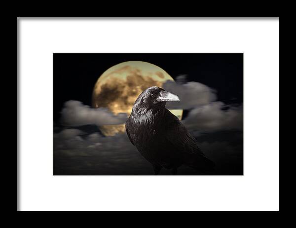 Art Framed Print featuring the photograph Raven under the Harvest Moon by Randall Nyhof