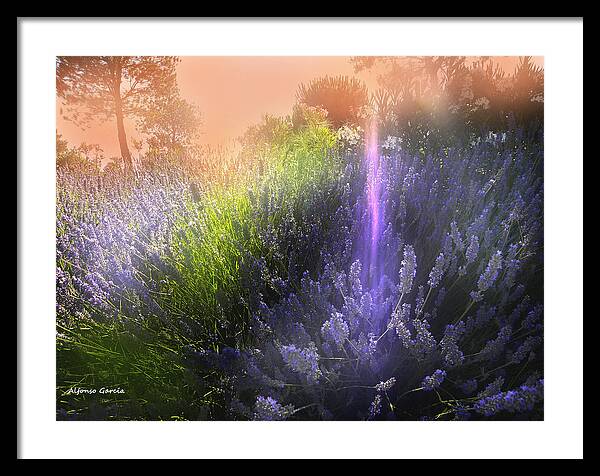 Flowers Framed Print featuring the photograph Rayo de Luz by Alfonso Garcia