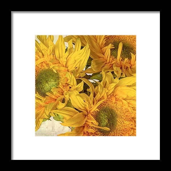 Sunflowers Framed Print featuring the photograph Rays by Heidi Smith