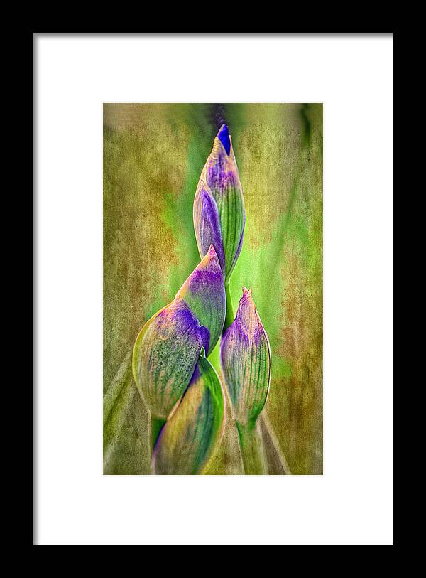 Reach For Spring - Barbara Socor Framed Print featuring the photograph Reach for Spring by Barbara Socor 