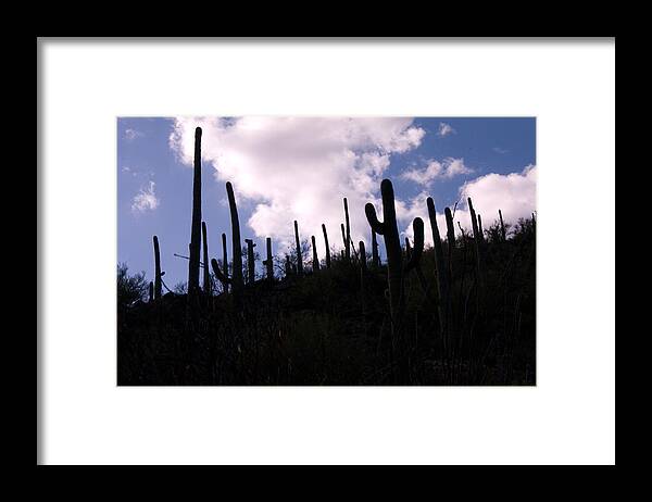 Cactus Framed Print featuring the photograph Reach for the Sky by Greg Graham