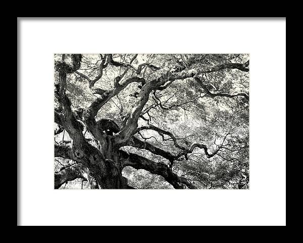 Abstract Trees Framed Print featuring the photograph REACHING for HEAVEN by Karen Wiles