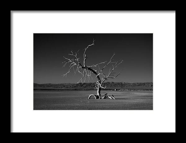 Salton Sea Framed Print featuring the photograph Reaching by Mike Trueblood