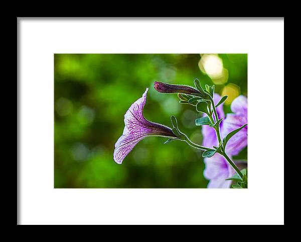 Flower Macro Nature Colors Colorful Vibrant Earth Garden Life Spring Bloom Plant Love Purple Green Leaf Petal Bokeh Veins Blossom Framed Print featuring the photograph Reaching Out by Joshua Blash