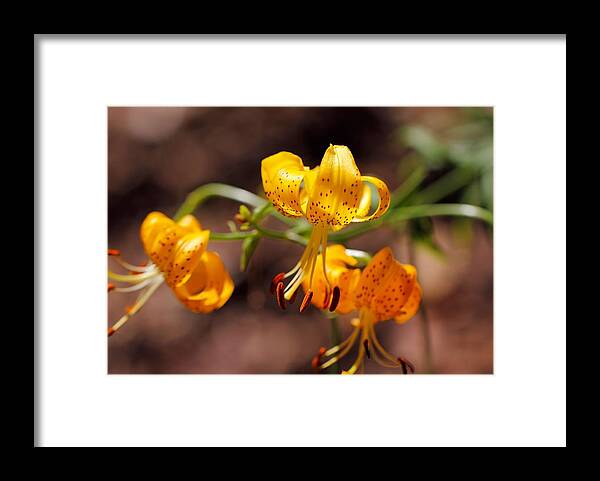 Orange Lilies Framed Print featuring the photograph Reaching Out by Katherine White