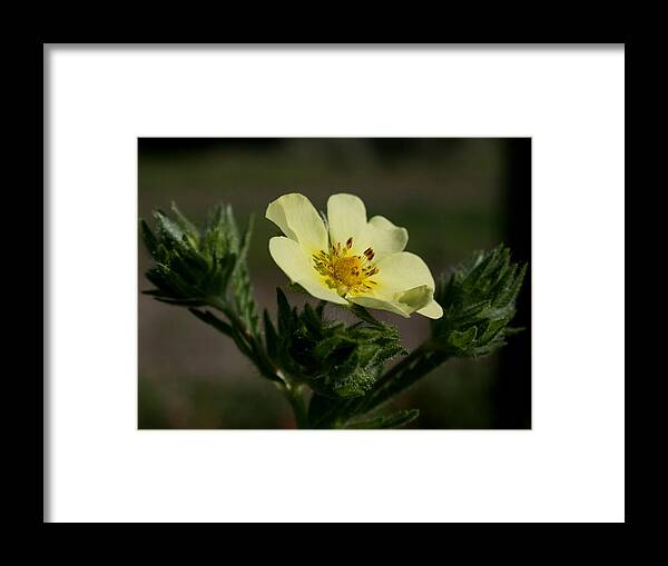 Flower Framed Print featuring the photograph Reaching To Heaven by Karen Harrison Brown