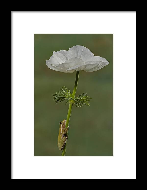Frog Framed Print featuring the photograph Reaching To The Top by Susan Candelario
