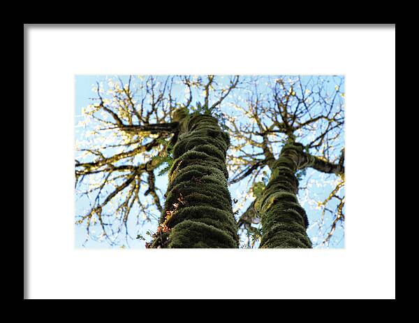 Trees Framed Print featuring the photograph Reaching Towards Heaven by Rory Siegel