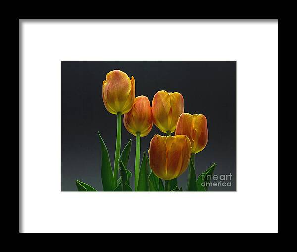 Tulip Framed Print featuring the photograph Reaching Up by Robert Pilkington