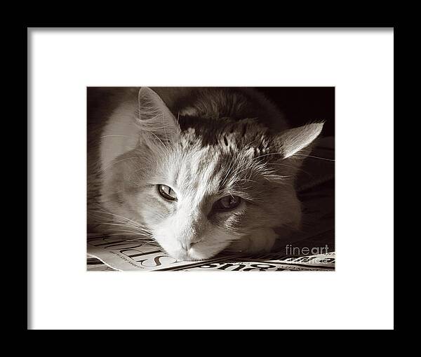 Cat Framed Print featuring the photograph Read Me by Ellen Cotton