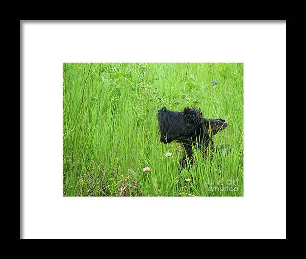 Scottish Terrier Framed Print featuring the photograph Reading the Air by Michele Penner