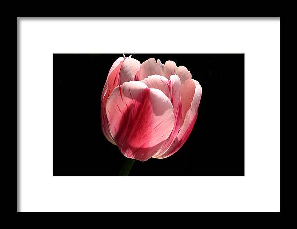 Pink Framed Print featuring the photograph Ready by Doug Norkum