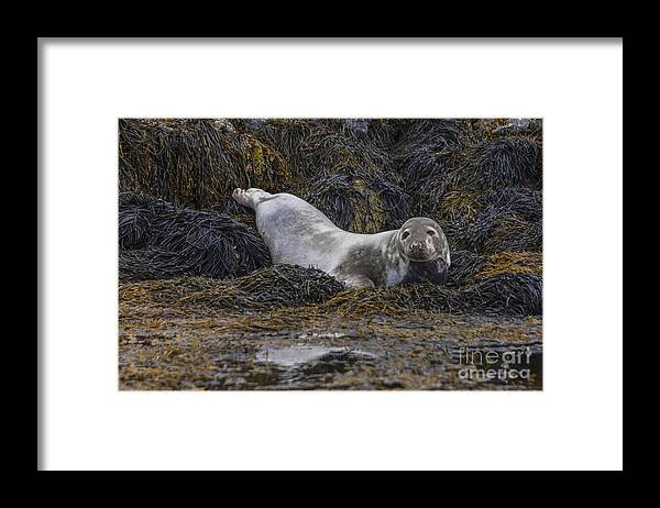 Harbor Framed Print featuring the photograph Ready For a Swim by Diane Macdonald