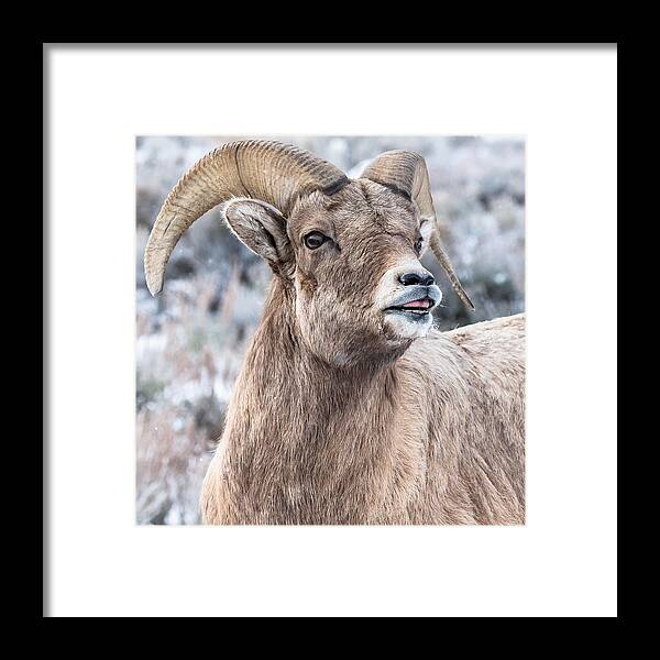 Big-horn Sheep Framed Print featuring the photograph Ready For Big-Horn Action by Yeates Photography