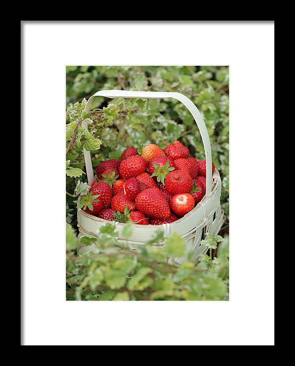 Red Framed Print featuring the photograph Ready for Market by E Faithe Lester
