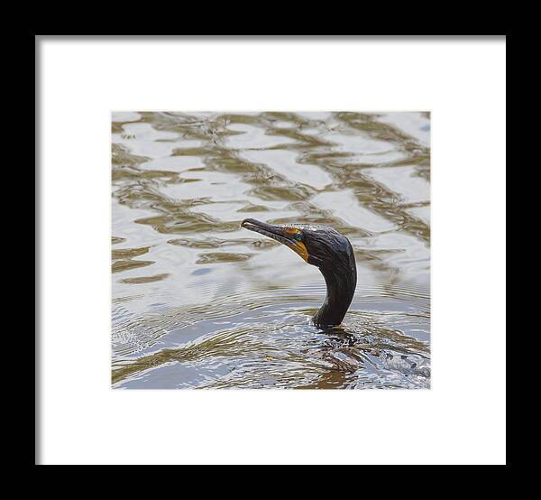 Bird Framed Print featuring the photograph Double-Crested Cormorant by Richard Goldman