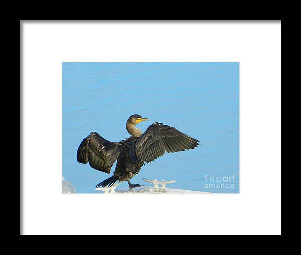 Duck Photographs Framed Print featuring the photograph Ready for Take Off by Emmy Vickers