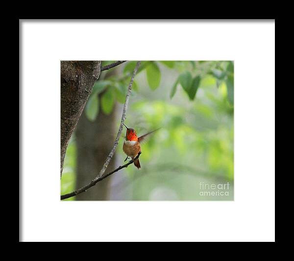 Hummingbird Framed Print featuring the photograph Ready for Take-Off by Leone Lund